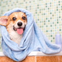 como bañar a un perro