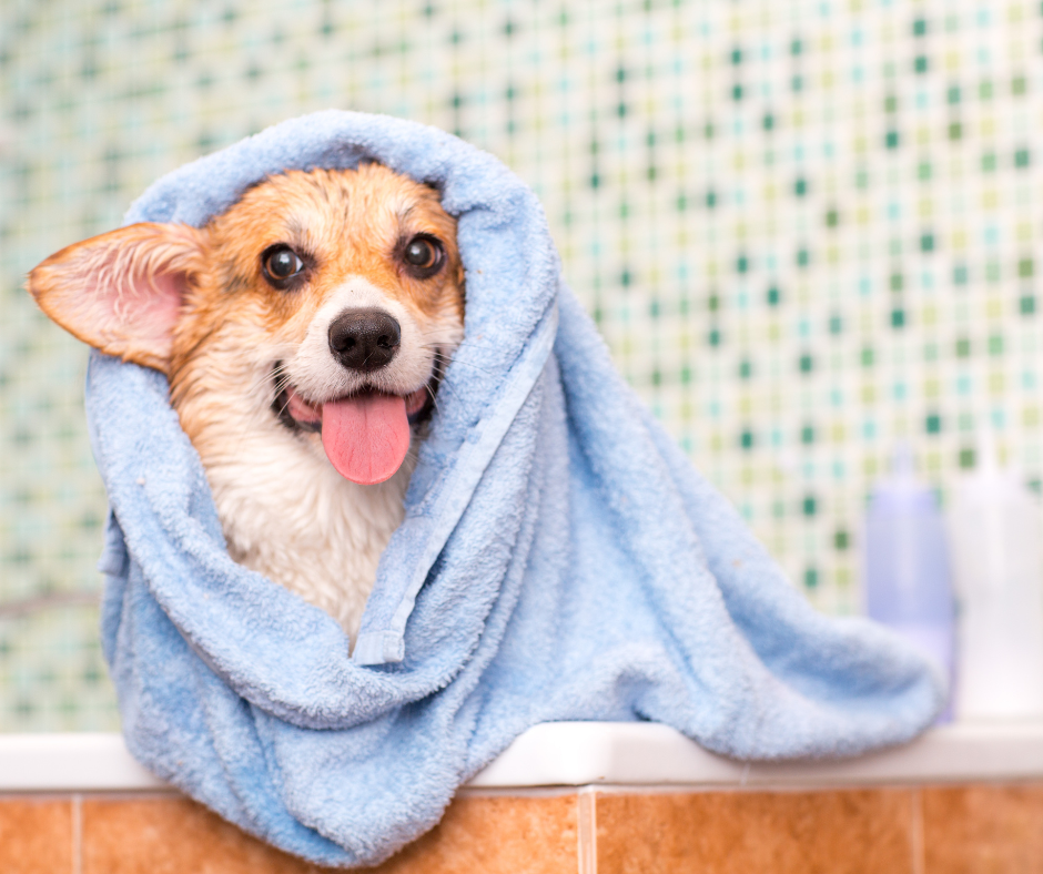 como bañar a un perro